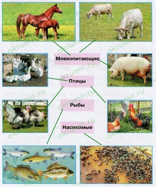 Животноводство 3 класс технологическая карта урока
